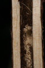 Chamaesphecia hungarica