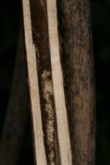 Chamaesphecia hungarica