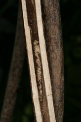 Chamaesphecia hungarica