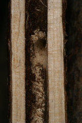 Chamaesphecia hungarica