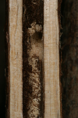 Chamaesphecia hungarica