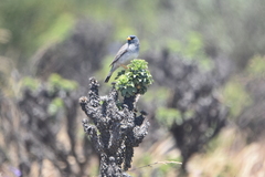 Rhopospina alaudina