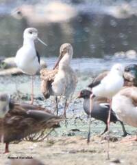 Himantopus himantopus