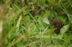 Eurema elathea