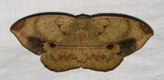 Oxydia olivata