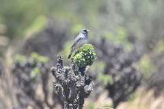 Rhopospina alaudina