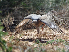 Melierax canorus canorus