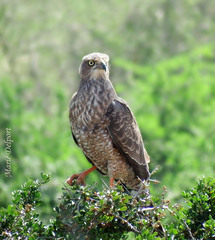 Melierax canorus canorus