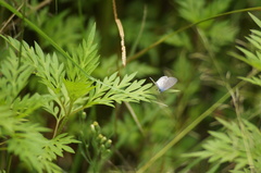 Hemiargus hanno