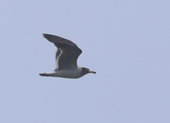 Larus belcheri