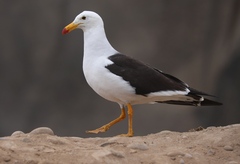 Larus belcheri