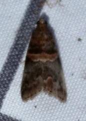 Acrobasis angusella