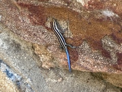 Trachylepis margaritifera