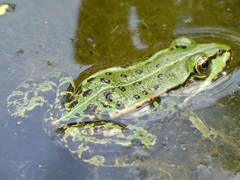 Pelophylax esculentus