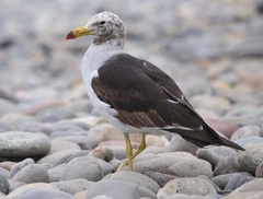 Larus belcheri
