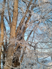Acer negundo