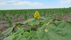 Ibicella lutea