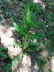 Cirsium vulgare