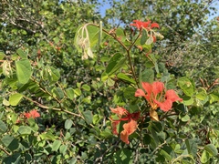 Bauhinia galpinii