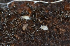 Platyarthrus hoffmannseggii