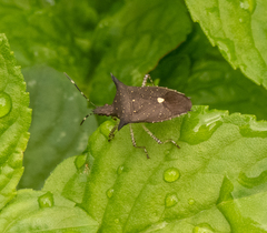 Proxys albopunctulatus