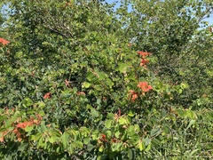 Bauhinia galpinii