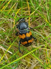 Nicrophorus vespillo