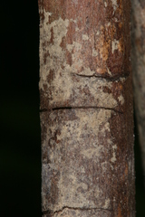 Chamaesphecia hungarica