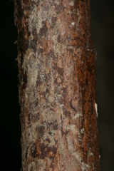 Chamaesphecia hungarica