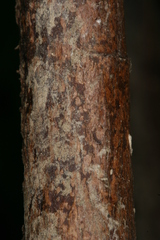 Chamaesphecia hungarica