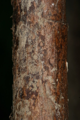 Chamaesphecia hungarica