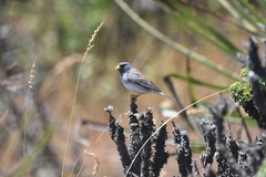 Rhopospina alaudina