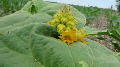 Ibicella lutea