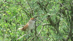 Synallaxis albescens