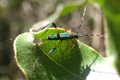 Litopus latipes dispar