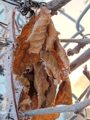 Parthenocissus quinquefolia