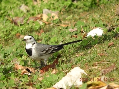 Motacilla alba