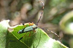 Litopus latipes dispar