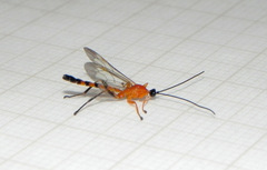 Hymenoepimecis bicolor