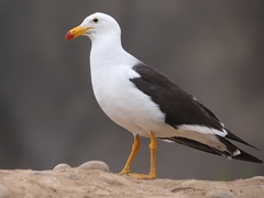 Larus belcheri