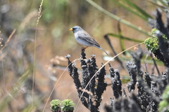 Rhopospina alaudina