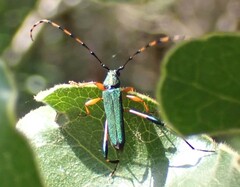 Litopus latipes dispar