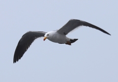 Larus belcheri