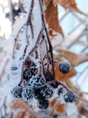 Parthenocissus quinquefolia