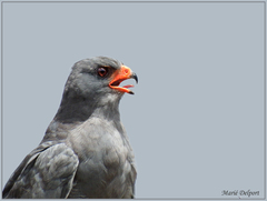 Melierax canorus canorus