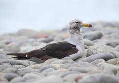 Larus belcheri