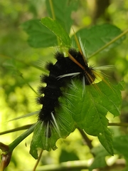 Halysidota ruscheweyhi