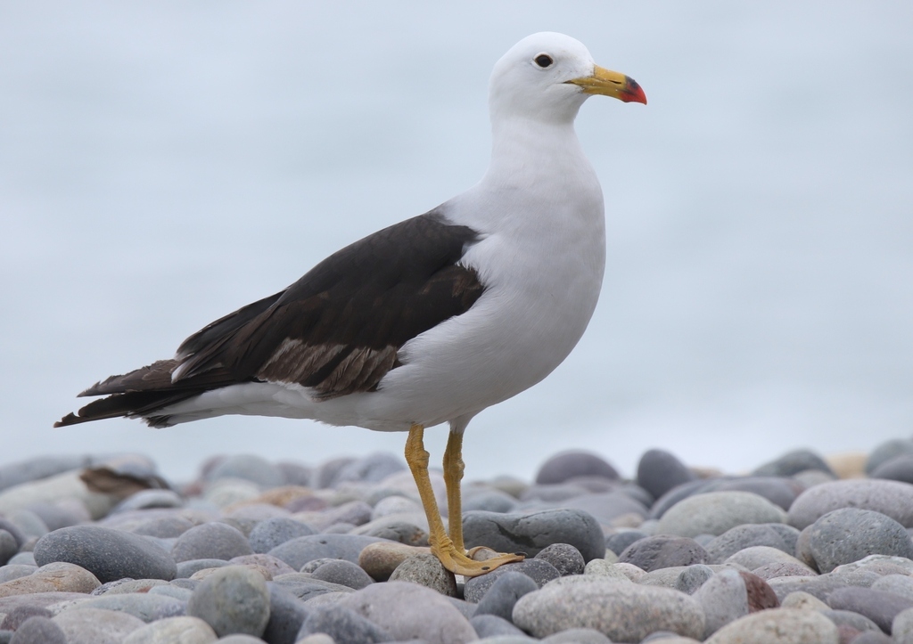 Belcher's Gull