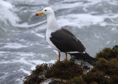 Larus belcheri