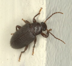 Alleculinae